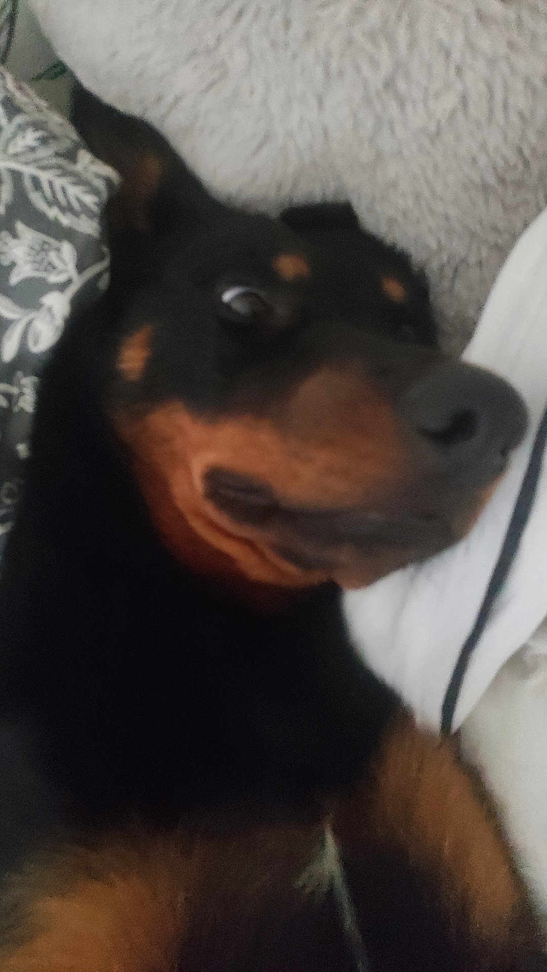 Nala