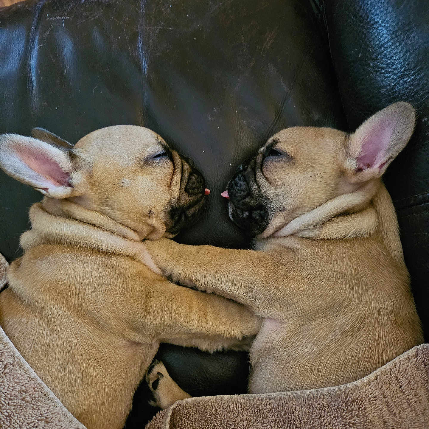 Nerf And Moose joined the competition — help win amazing prizes! animal, armchair, blanket, boxer, bulldog, canine, chair, couch, dog, frenchbulldog, furniture, hound, labradorretriever, person, pet, pitbull, pug, puppy, sleeping