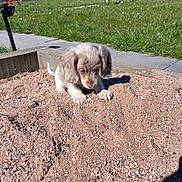 Maurice a rejoint le concours — aidez-le/la à gagner de superbes lots ! puppy, dog, sand, gravel, outdoor, grass, sunlight, curious, small_dog, nature, play, pet, animal, ears, daylight, greenery, exploration, wooden_border, sidewalk, shadow