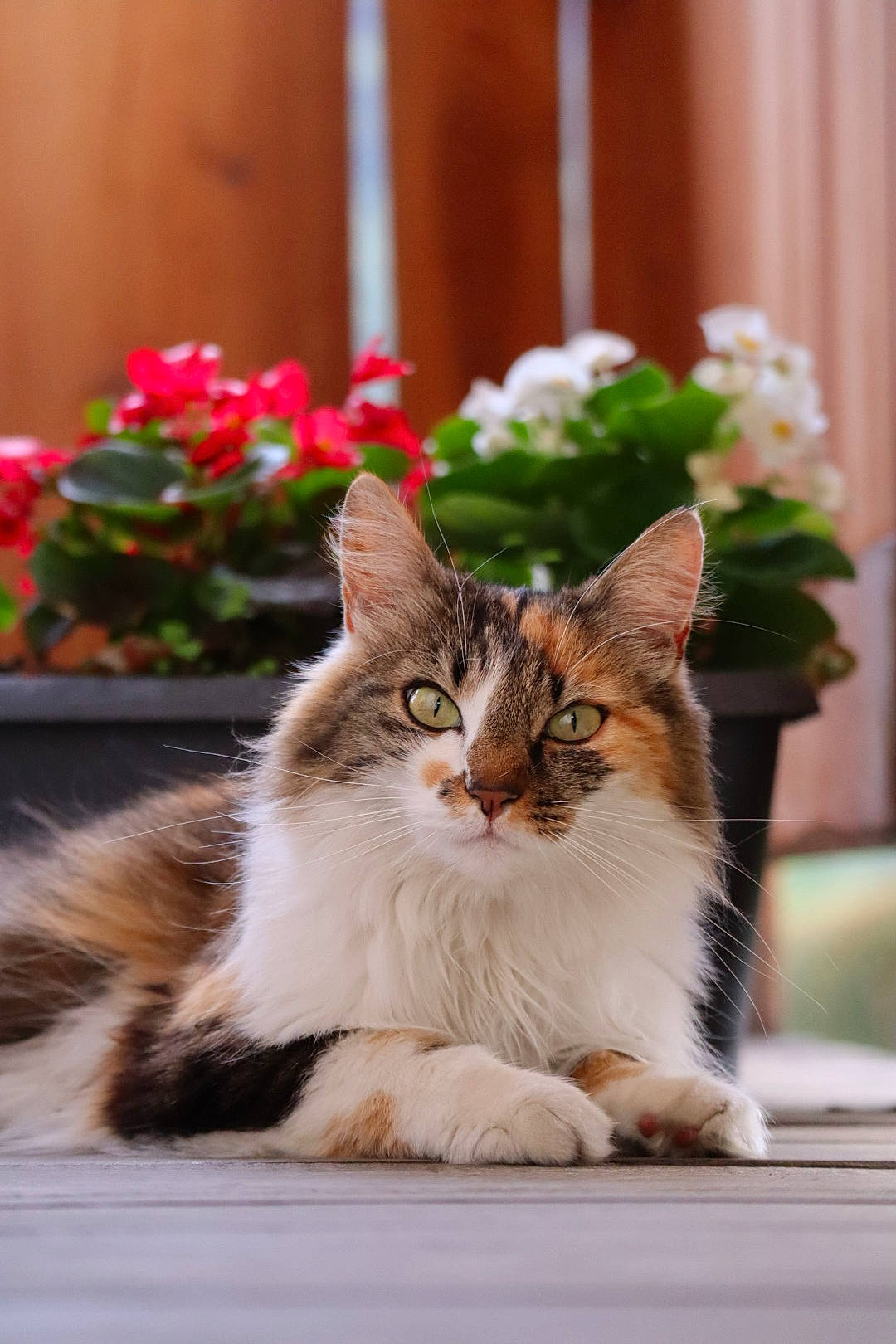 Mia a rejoint le concours — aidez-le/la à gagner de superbes lots ! annual_plant, carnivore, cat, claw, domestic_short_haired_cat, felidae, flower, flowerpot, fur, grass, groundcover, houseplant, plant, sitting, small_to_medium_sized_cats, snout, street, tail, whiskers, window