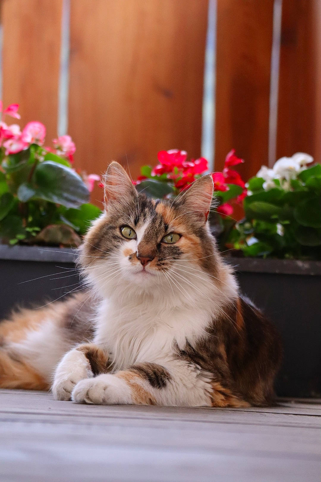 Mia participe au concours pour gagner de l'argent avec cette photo : annual_plant, carnivore, cat, domestic_short_haired_cat, fawn, felidae, flower, flowerpot, fur, grass, houseplant, petal, plant, sitting, small_to_medium_sized_cats, snout, terrestrial_animal, tree, whiskers, window