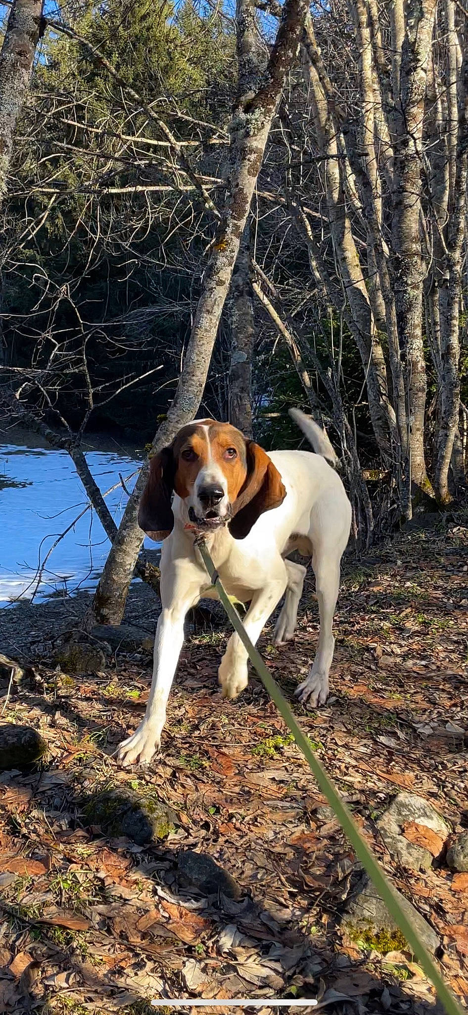 Titou a rejoint le concours — aidez-le/la à gagner de superbes lots ! beaglier, canidae, carnivore, companion_dog, dog, dog_breed, fawn, hound, paw, plant, scent_hound, snout, sporting_group, tail, terrestrial_animal, tree, twig, water, wood, working_animal