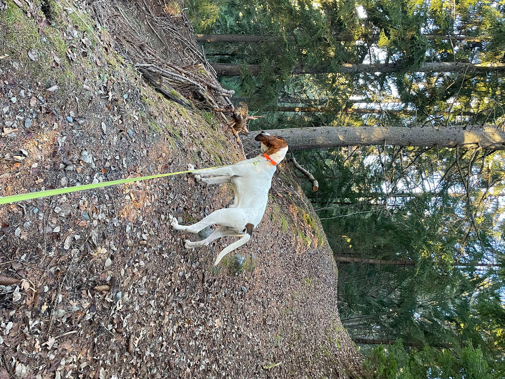 Titou participe au concours pour gagner de l'argent avec cette photo : grass, landscape, plant, recreation, slope, soil, tail, terrestrial_animal, tree, trunk, twig, wildlife, wood