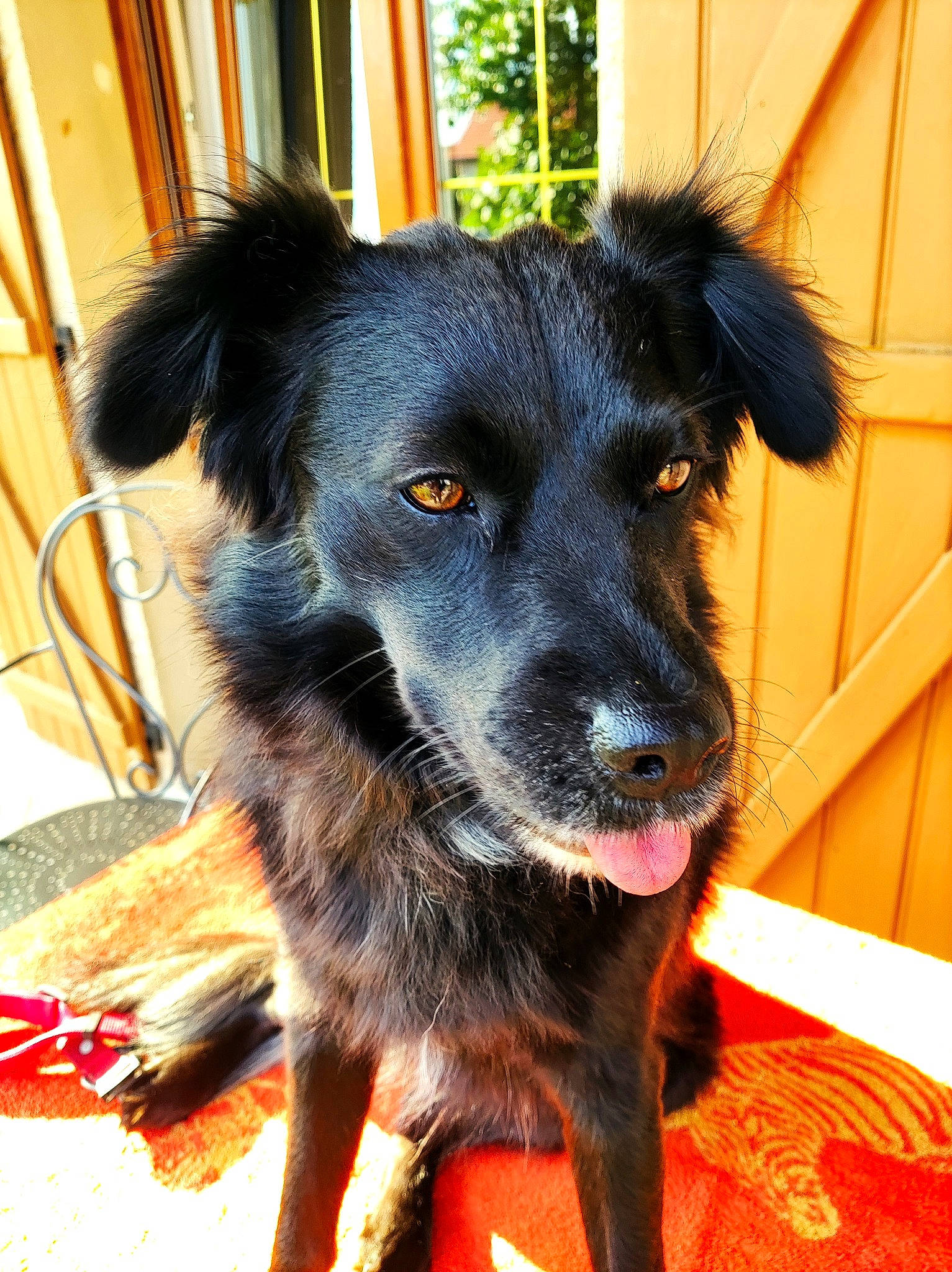 Api participe au concours pour gagner de l'argent avec cette photo : borador, canidae, carnivore, collar, companion_dog, dog, dog_breed, dog_collar, dog_supply, electric_blue, flooring, fur, herding_dog, plant, puppy, sporting_group, texas_heeler, whiskers, working_animal, working_dog