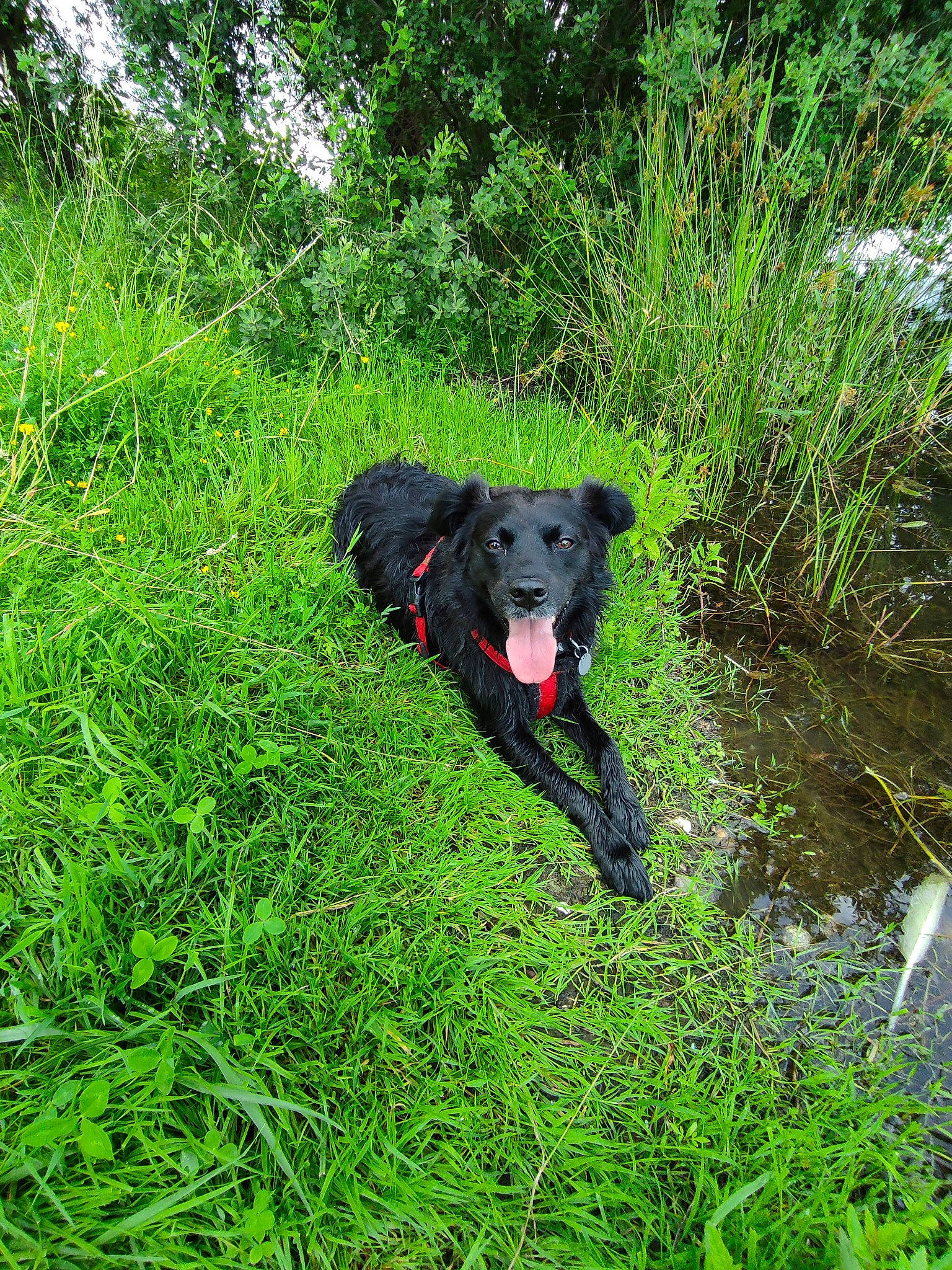 Api a rejoint le concours — aidez-le/la à gagner de superbes lots ! borador, canidae, carnivore, companion_dog, dog, dog_breed, fen, grass, grassland, groundcover, hunting_dog, natural_landscape, pasture, plant, shrub, sporting_group, terrestrial_plant, tree, water, working_animal