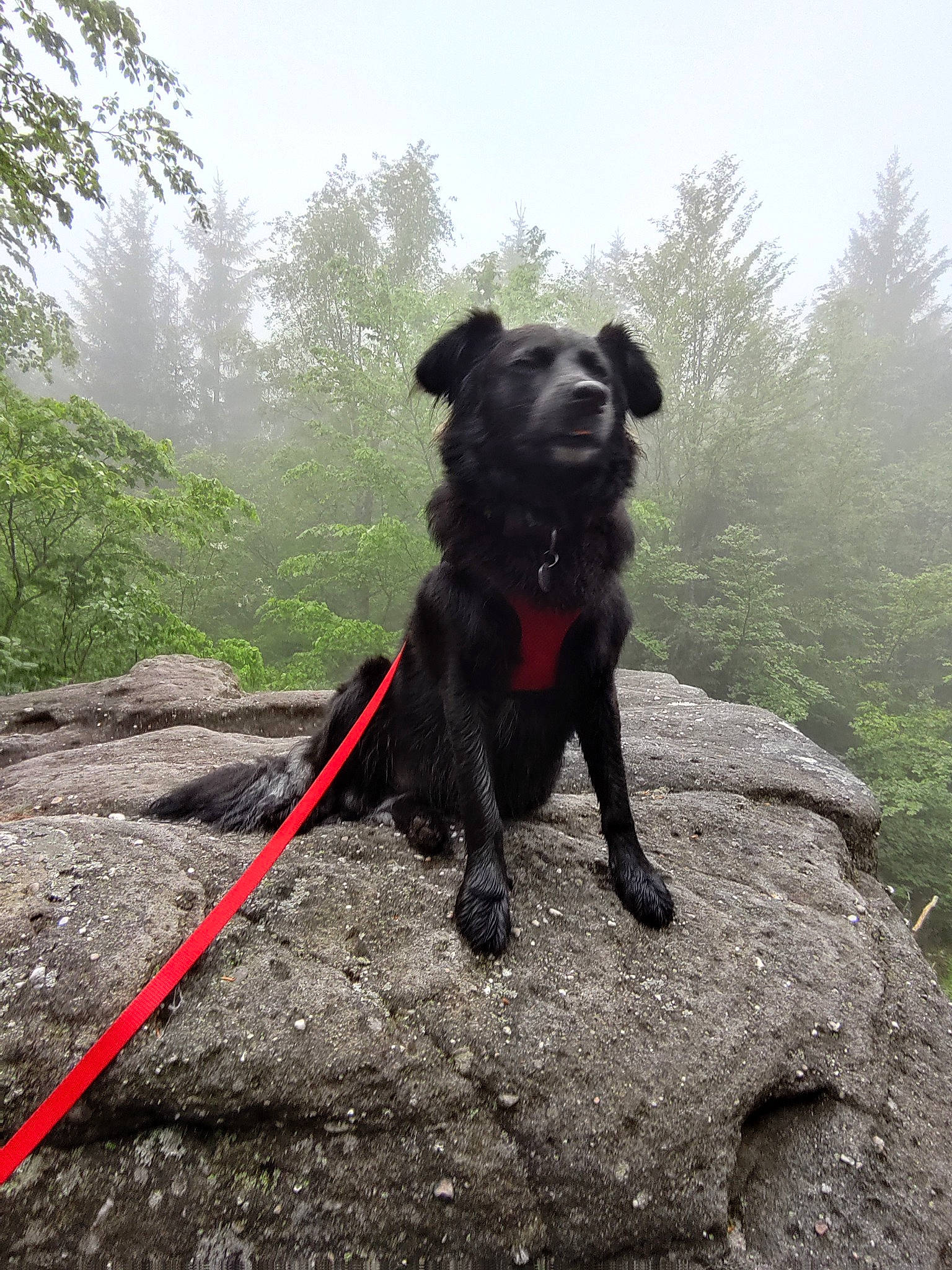 Api a rejoint le concours — aidez-le/la à gagner de superbes lots ! adventure, canidae, carnivore, collar, companion_dog, dog, dog_breed, dog_collar, fawn, grass, leash, plant, rock, sky, snout, sporting_group, tail, tree, walking, working_animal