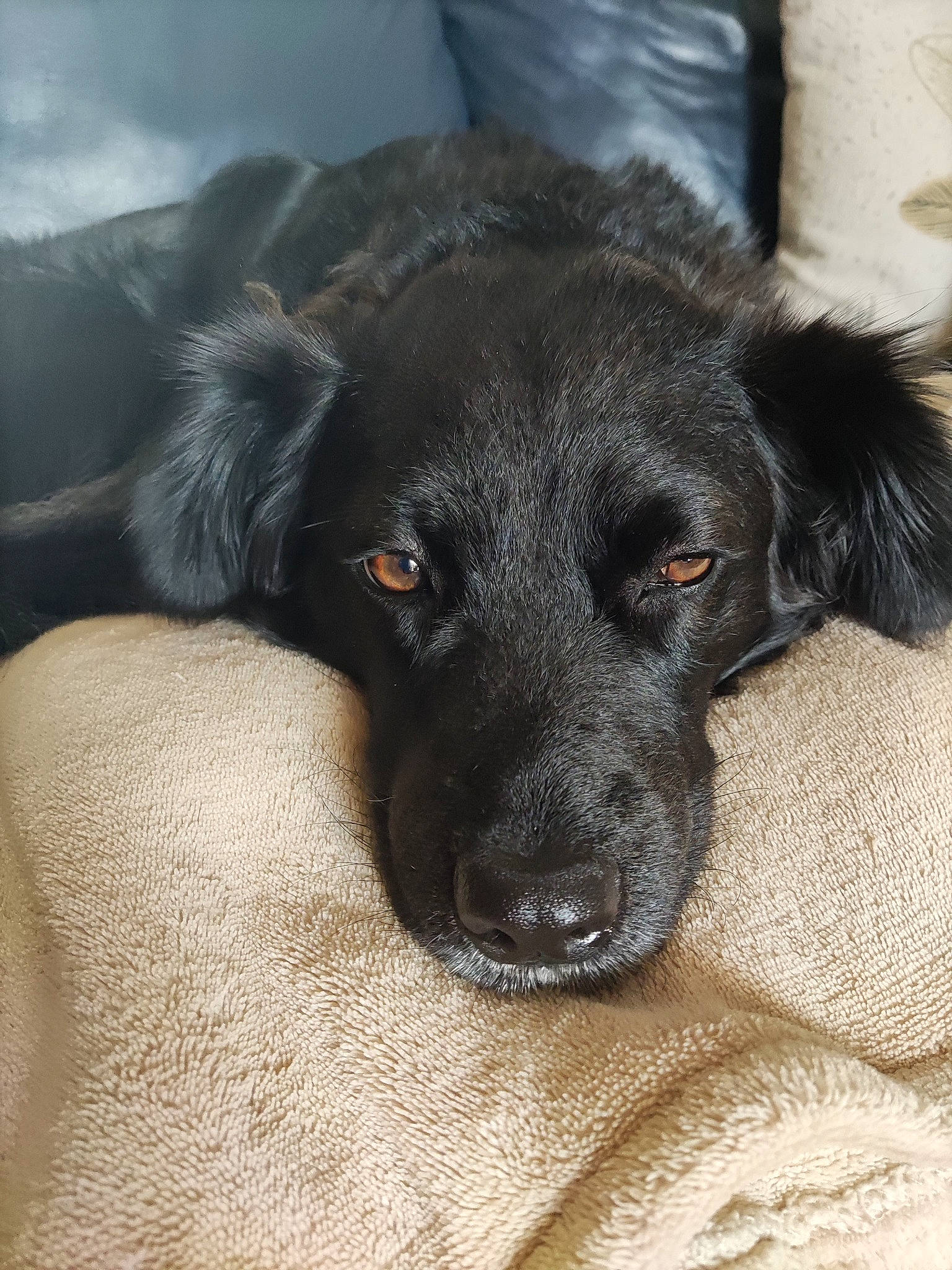 Api participe au concours pour gagner de l'argent avec cette photo : borador, canidae, carnivore, companion_dog, dog, dog_breed, fur, gun_dog, hunting_dog, labrador_retriever, liver, pointing_breed, puppy, retriever, sporting_group, terrestrial_animal, whiskers, working_animal