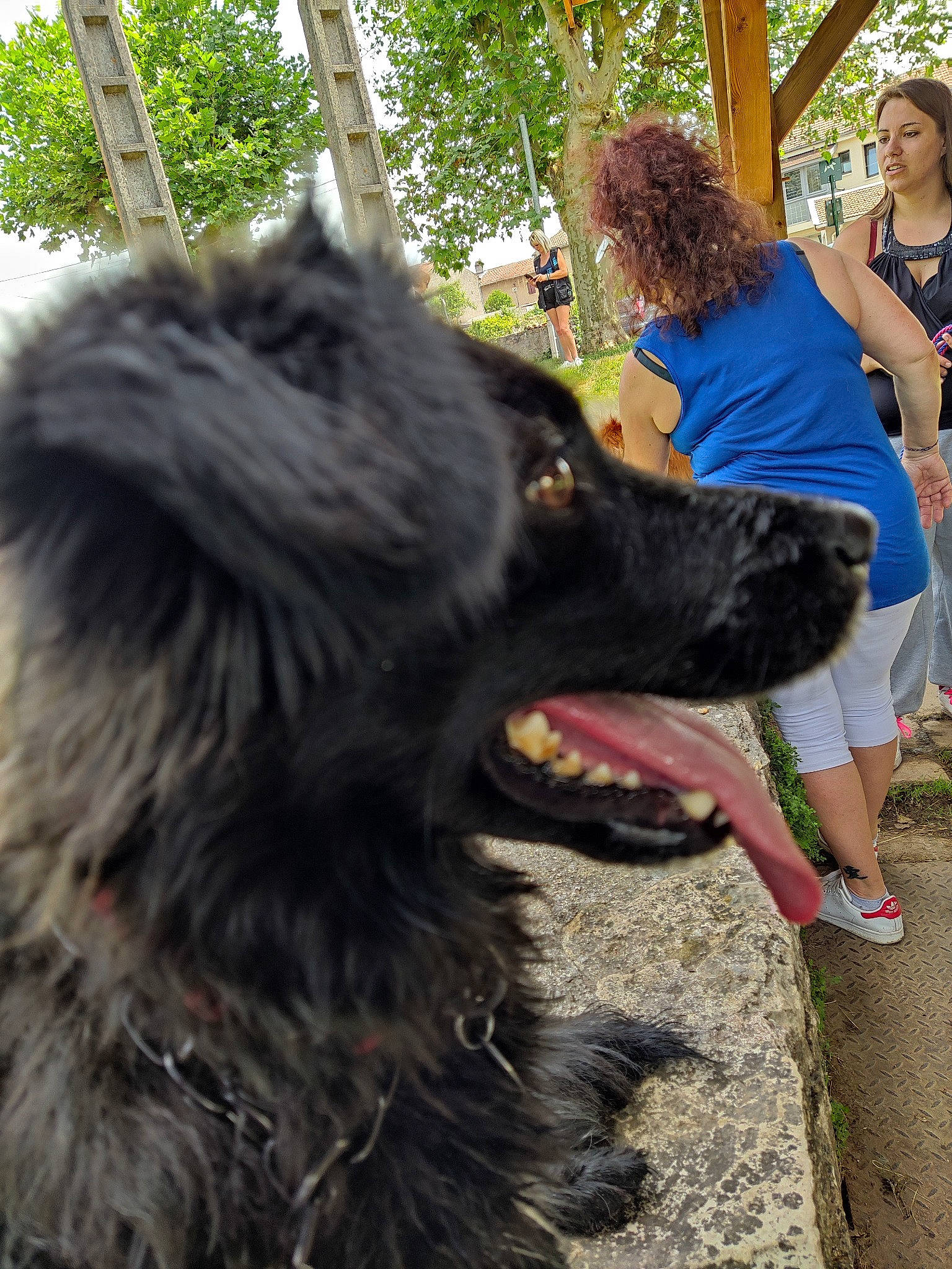 Api participe au concours pour gagner de l'argent avec cette photo : carnivore, collar, companion_dog, dog, dog_breed, dog_collar, flip_flops, fur, giant_dog_breed, grass, herding_dog, leash, luggage_and_bags, plant, sandal, shorts, sporting_group, t_shirt, tree, working_animal