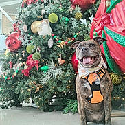 Ziggy Marley Star is registered to the contest to win money with this photo: dog, brindle, harness, bandana, christmas_tree, ornaments, red_ornaments, gold_ornaments, green_ornaments, holiday, decorations, festive, indoor, floor, smiling_dog, pet, celebration, seasonal, pine_tree, lights