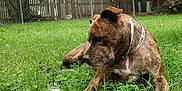 Ziggy Marley Star is registered to the contest to win money with this photo: dog, brindle, grass, backyard, fence, trees, outdoor, pet, canine, collar, nature, animal, greenery, relaxed, summer, daylight, mammal, looking, resting, domestic