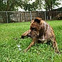dog, brindle, grass, backyard, fence, trees, outdoor, pet, canine, collar, nature, animal, greenery, relaxed, summer, daylight, mammal, looking, resting, domestic