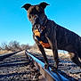 dog, brindle, harness, railroad_track, outdoor, sky, blue_sky, pond, trees, grass, rocks, daylight, nature, animal, pet, standing, leash, walking, quiet, adventure