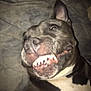 animal, bodypart, bostonbull, boxer, bulldog, canine, dog, frenchbulldog, mouth, person, pet, pitbull, puppy, snout, teeth, terrier, text