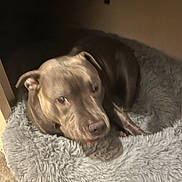 Xena Da Princess joined the competition — help win amazing prizes! animal, bed, canine, carpet, companion, cozy, dog, ears, fluffy, fur, gray, home, indoor, looking_up, paw, pet, relaxed, resting, sleepy, snout