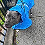 animal, blue, canine, closeup, curious, dog, fence, grey_dog, leash, outdoor, pavement, pet, playful, rain, raincoat, reflection, sidewalk, urban, walking, wet