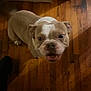 Mickey The Don is registered to the contest to win money with this photo: animal, brown, canine, companion, cute, dog, domestic, ears, expression, flooring, fur, indoor, light, looking_up, mammal, pet, shadow, snout, white, wooden_floor
