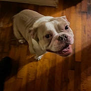 Mickey The Don joined the competition — help win amazing prizes! animal, brown, bulldog, canine, companion, cute, dog, domestic_animal, flooring, friendly, fur, happy, house, indoor, looking_up, mammal, pet, tongue, white, wooden_floor
