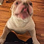 Mickey The Don is registered to the contest to win money with this photo: animal, blurry, canine, close_up, companion, cute, dog, domestic_animal, friendly, fur, home, indoor, looking_up, mammal, paw, pet, pet_indoor, standing, white_dog, wooden_floor