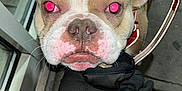 Mickey The Don is registered to the contest to win money with this photo: animal, bulldog, canine, close_up, cute, dog, eyes, face, flash, friendly, glove, hand, harness, leash, outdoor, pet, red_harness, reflection, sidewalk, urban