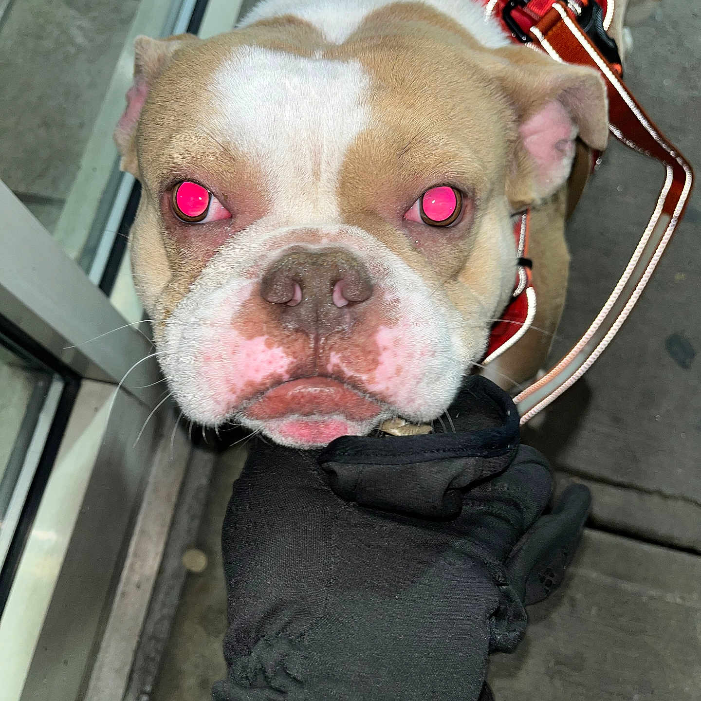 Mickey The Don is registered to the contest to win money with this photo: animal, bulldog, canine, close_up, cute, dog, eyes, face, flash, friendly, glove, hand, harness, leash, outdoor, pet, red_harness, reflection, sidewalk, urban