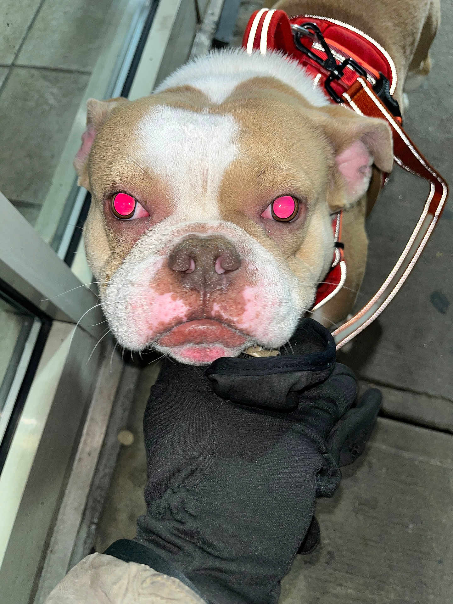Mickey The Don is registered to the contest to win money with this photo: animal, bulldog, canine, close_up, cute, dog, eyes, face, flash, friendly, glove, hand, harness, leash, outdoor, pet, red_harness, reflection, sidewalk, urban
