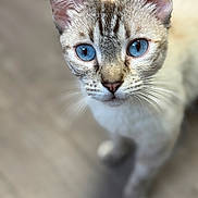 Reze joined the competition — help win amazing prizes! animal, background_blur, blue_eyes, cat, close_up, curious, cute, domestic_cat, ears, feline, fur, indoor, looking_up, mammal, nose, pet, portrait, sharp_focus, soft_light, whiskers