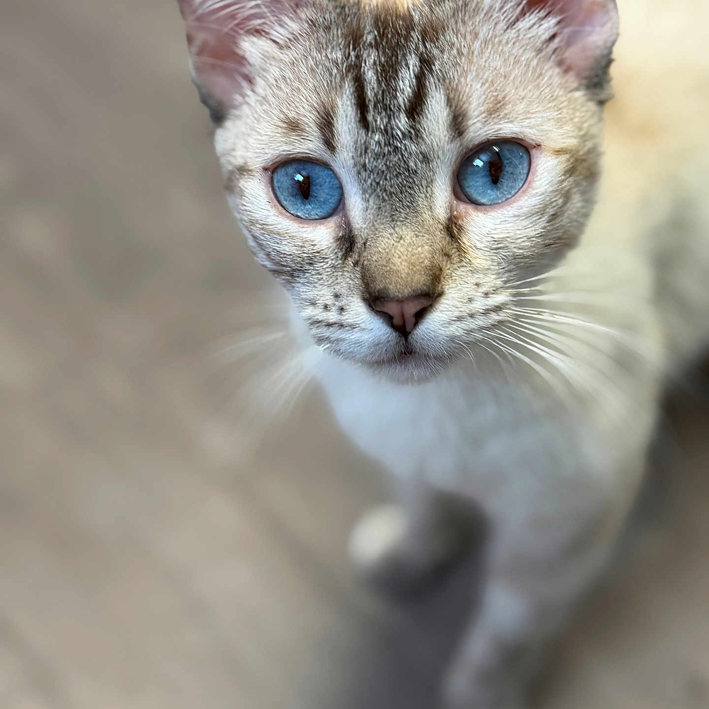 Reze joined the competition — help win amazing prizes! animal, background_blur, blue_eyes, cat, close_up, curious, cute, domestic_cat, ears, feline, fur, indoor, looking_up, mammal, nose, pet, portrait, sharp_focus, soft_light, whiskers