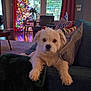 dog, puppy, christmas_tree, living_room, couch, pillow, blanket, holiday_lights, festive, window, chair, hardwood_floor, decorations, interior, cozy, pet_portrait, fur, front_paws, looking_at_camera, home