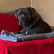 Truck joined the competition — help win amazing prizes! dog, bed, blanket, pillow, red, gray, indoor, pet, canine, resting, furniture, collar, chain, animal, comfortable, domestic, portrait, relaxed, looking, household