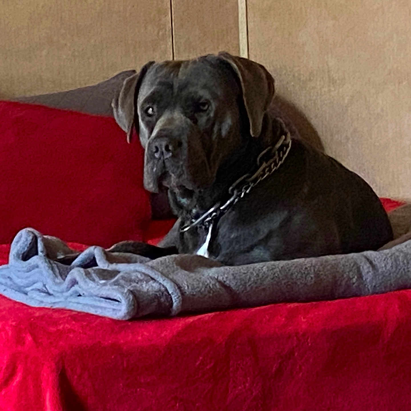 Truck joined the competition — help win amazing prizes! animal, bed, blanket, canine, chain, collar, comfortable, dog, domestic, furniture, gray, household, indoor, looking, pet, pillow, portrait, red, relaxed, resting