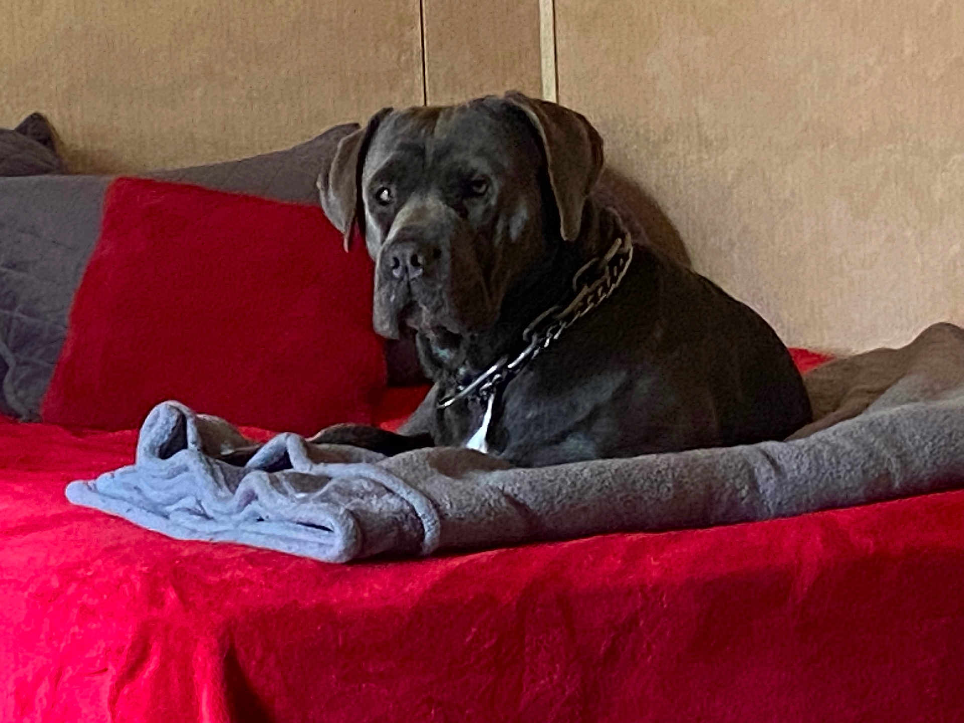 Truck joined the competition — help win amazing prizes! dog, bed, blanket, pillow, red, gray, indoor, pet, canine, resting, furniture, collar, chain, animal, comfortable, domestic, portrait, relaxed, looking, household