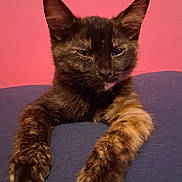 Cashmere joined the competition — help win amazing prizes! animal, blue_surface, cat, cute, domestic_cat, ears, face, feline, fur, indoor, kitten, mammal, paws, pet, pink_background, relaxed, resting, tortoiseshell, whiskers, young