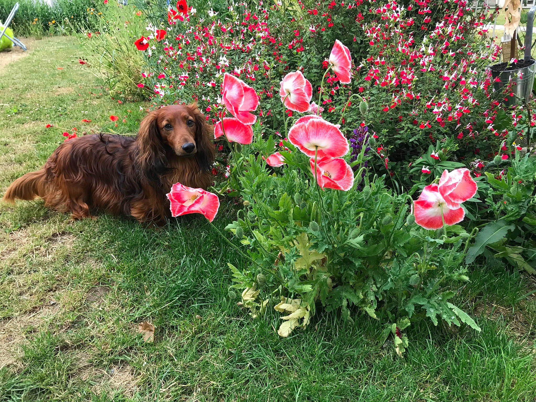 Marley participe au concours pour gagner de l'argent avec cette photo : annual_plant, carnivore, companion_dog, dog, dog_breed, flower, flowering_plant, grass, groundcover, gun_dog, herbaceous_plant, hybrid_tea_rose, liver, petal, plant, rose, rose_family, shrub, sporting_group, water_dog
