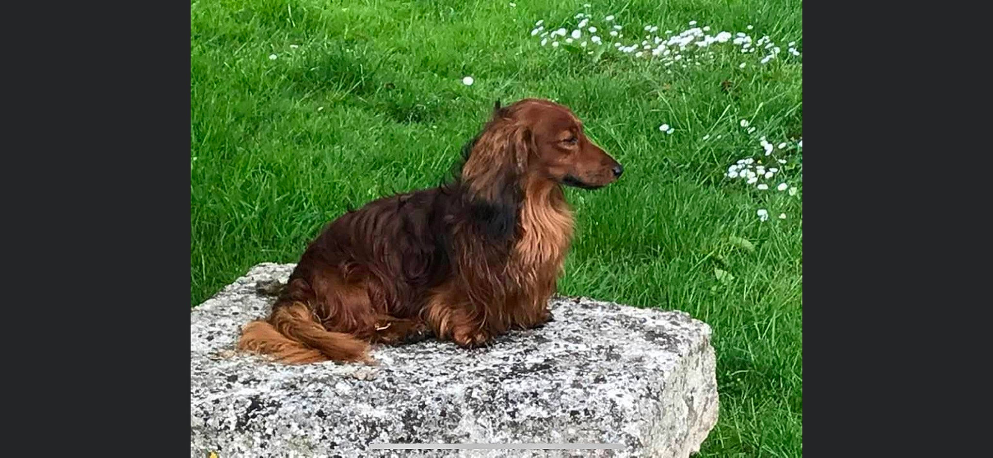 Marley participe au concours pour gagner de l'argent avec cette photo : canidae, carnivore, companion_dog, dog, dog_breed, fawn, flower, fur, grass, gun_dog, hunting_dog, liver, rectangle, russian_spaniel, spaniel, sporting_group, terrestrial_animal, wood, working_animal, working_dog