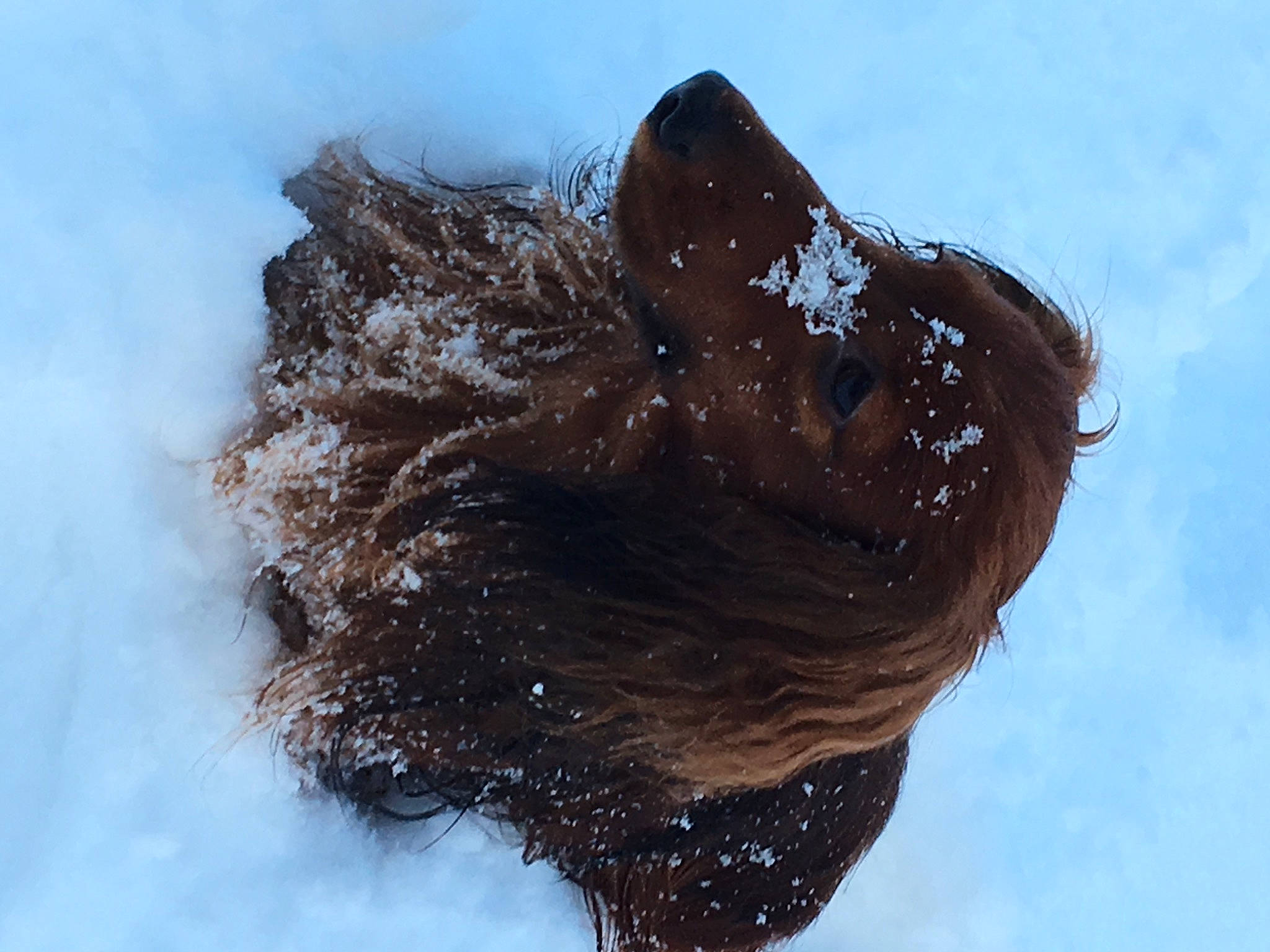 Marley participe au concours pour gagner de l'argent avec cette photo : canidae, carnivore, dog, dog_breed, feather, freezing, frost, fur, guard_dog, hair, liver, sky, snow, soil, sporting_group, tail, water, winter