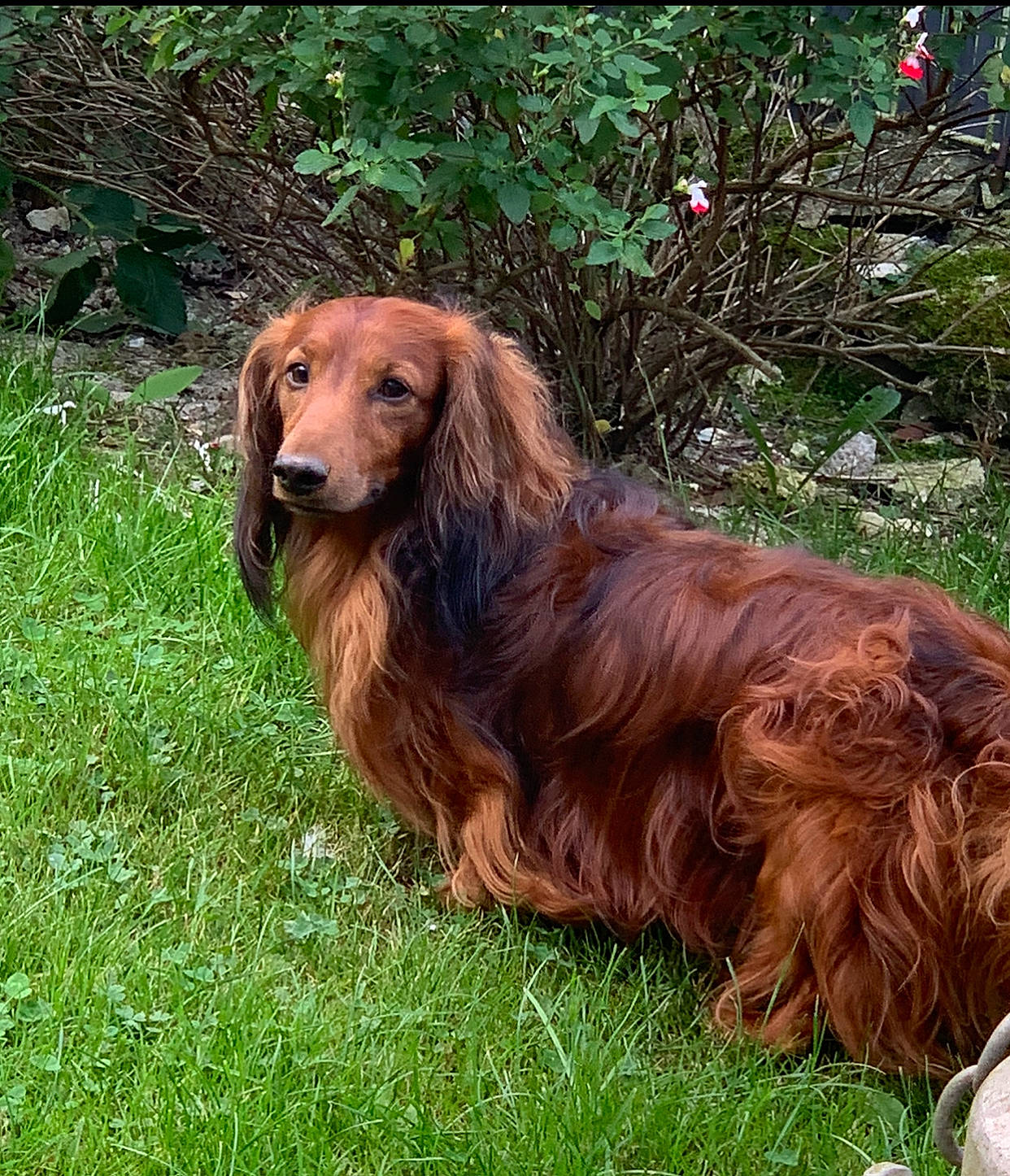 Marley participe au concours pour gagner de l'argent avec cette photo : canidae, carnivore, companion_dog, dog, dog_breed, fawn, fur, grass, gun_dog, hound, hunting_dog, liver, plant, terrestrial_animal, working_animal, working_dog