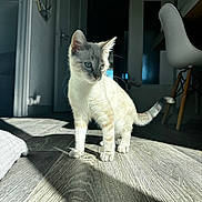 Aya participe au concours pour gagner de l'argent avec cette photo : cat, kitten, indoor, wooden_floor, sunlight, shadow, furniture, chair, door, curious, pet, animal, whiskers, ears, tail, flooring, light, shadow_play, home, domestic