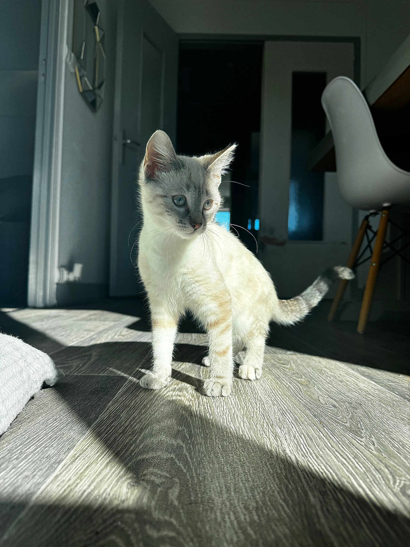 Aya participe au concours pour gagner de l'argent avec cette photo : cat, kitten, indoor, wooden_floor, sunlight, shadow, furniture, chair, door, curious, pet, animal, whiskers, ears, tail, flooring, light, shadow_play, home, domestic