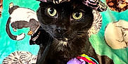 Velma joined the competition — help win amazing prizes! cat, black_cat, witch_hat, toy, plush_toy, pineapple, blanket, cat_pattern, green_eyes, pet, indoor, cute, animal, costume, halloween, feline, sitting, closeup, colorful, playful