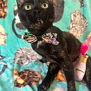 Velma is registered to the contest to win money with this photo: cat, black_cat, bow_tie, pet, cute, indoor, blanket, pattern, animal, feline, close_up, eyes, whiskers, sitting, colorful, cozy, playful, domestic_cat, portrait, furry