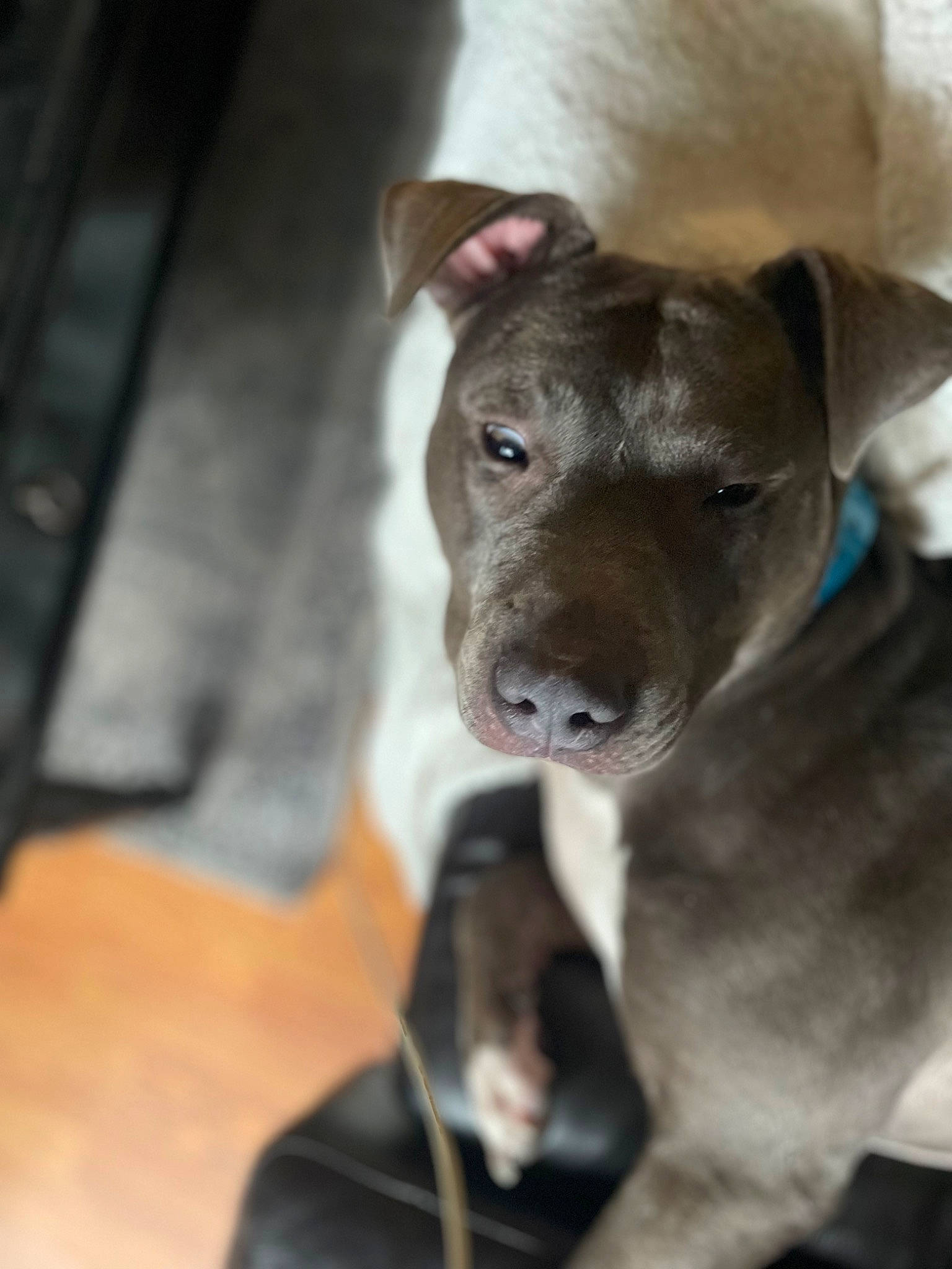 Diesel joined the competition — help win amazing prizes! canidae, carnivore, collar, companion_dog, dog, dog_breed, ear, fawn, fur, non_sporting_group, snout, sporting_group, terrestrial_animal, whiskers, working_animal