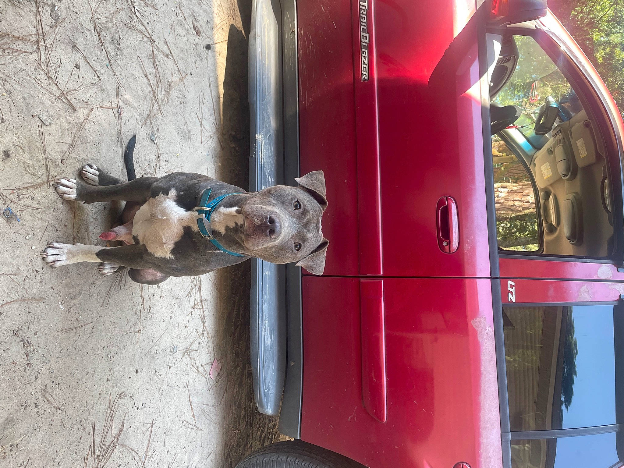 Diesel joined the competition — help win amazing prizes! auto_part, automotive_exterior, automotive_lighting, automotive_tail_brake_light, automotive_tire, automotive_wheel_system, bumper, car, carnivore, dog, fender, gas, hood, motor_vehicle, rim, tire, tread, vehicle, vehicle_door, wheel