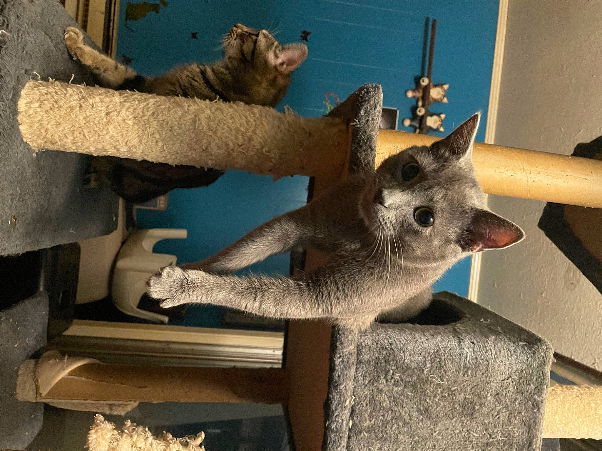 Ash is registered to the contest to win money with this photo: carnivore, cat, cat_supply, domestic_short_haired_cat, fawn, felidae, fur, metal, plant, small_to_medium_sized_cats, snout, tail, tree, trunk, whiskers, window, wood