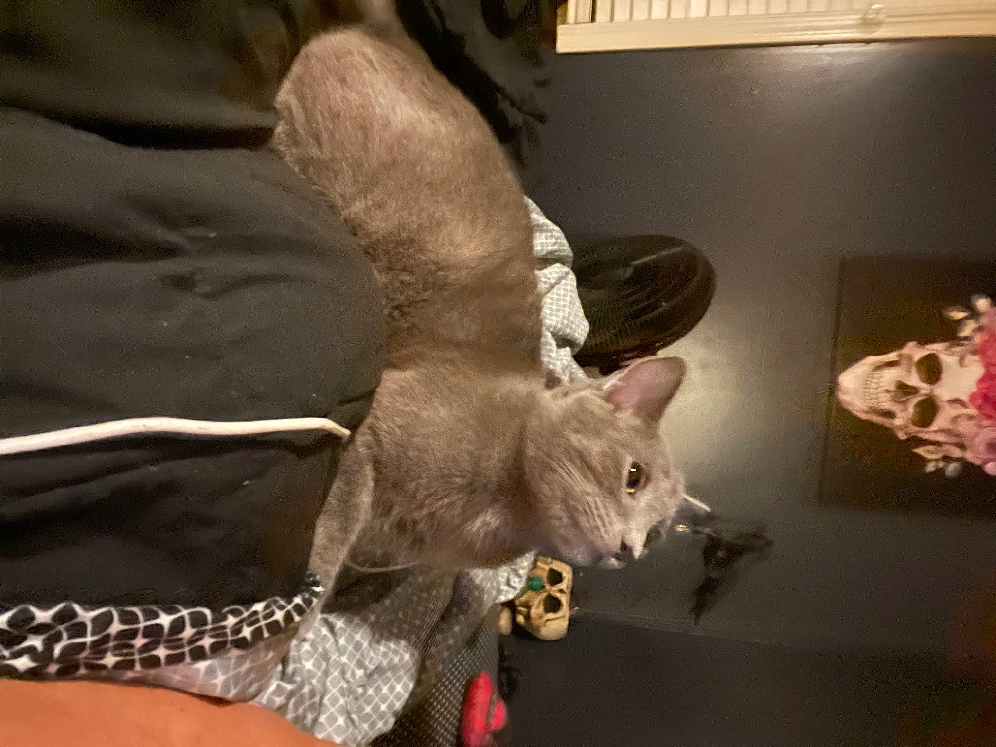 Ash joined the competition — help win amazing prizes! canidae, carnivore, cat, claw, comfort, domestic_short_haired_cat, fawn, felidae, fur, gesture, paw, small_to_medium_sized_cats, snout, tail, whiskers