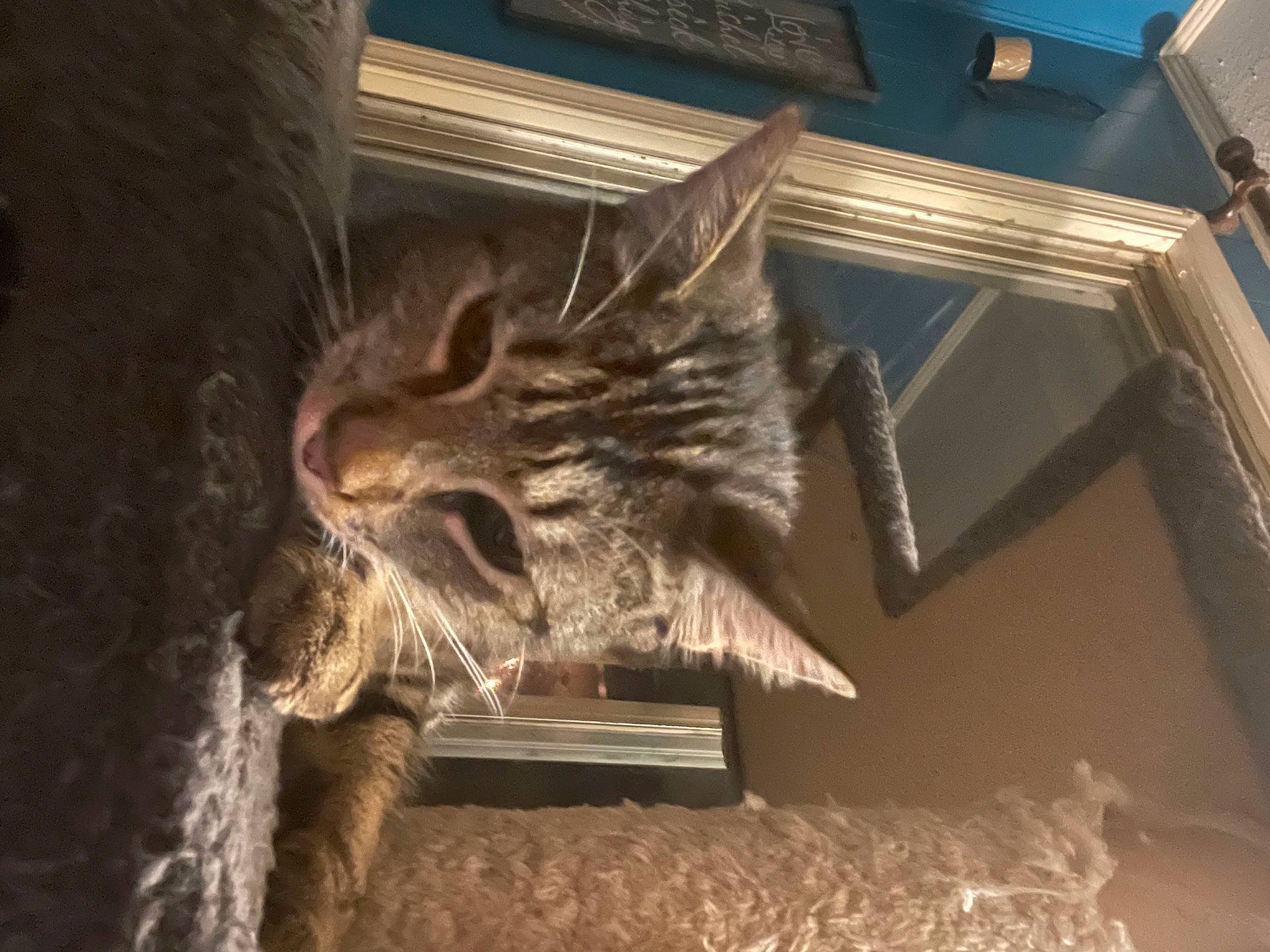 Scar is registered to the contest to win money with this photo: carnivore, cat, claw, domestic_short_haired_cat, fang, felidae, fur, metal, small_to_medium_sized_cats, snout, tail, tree, whiskers, wood