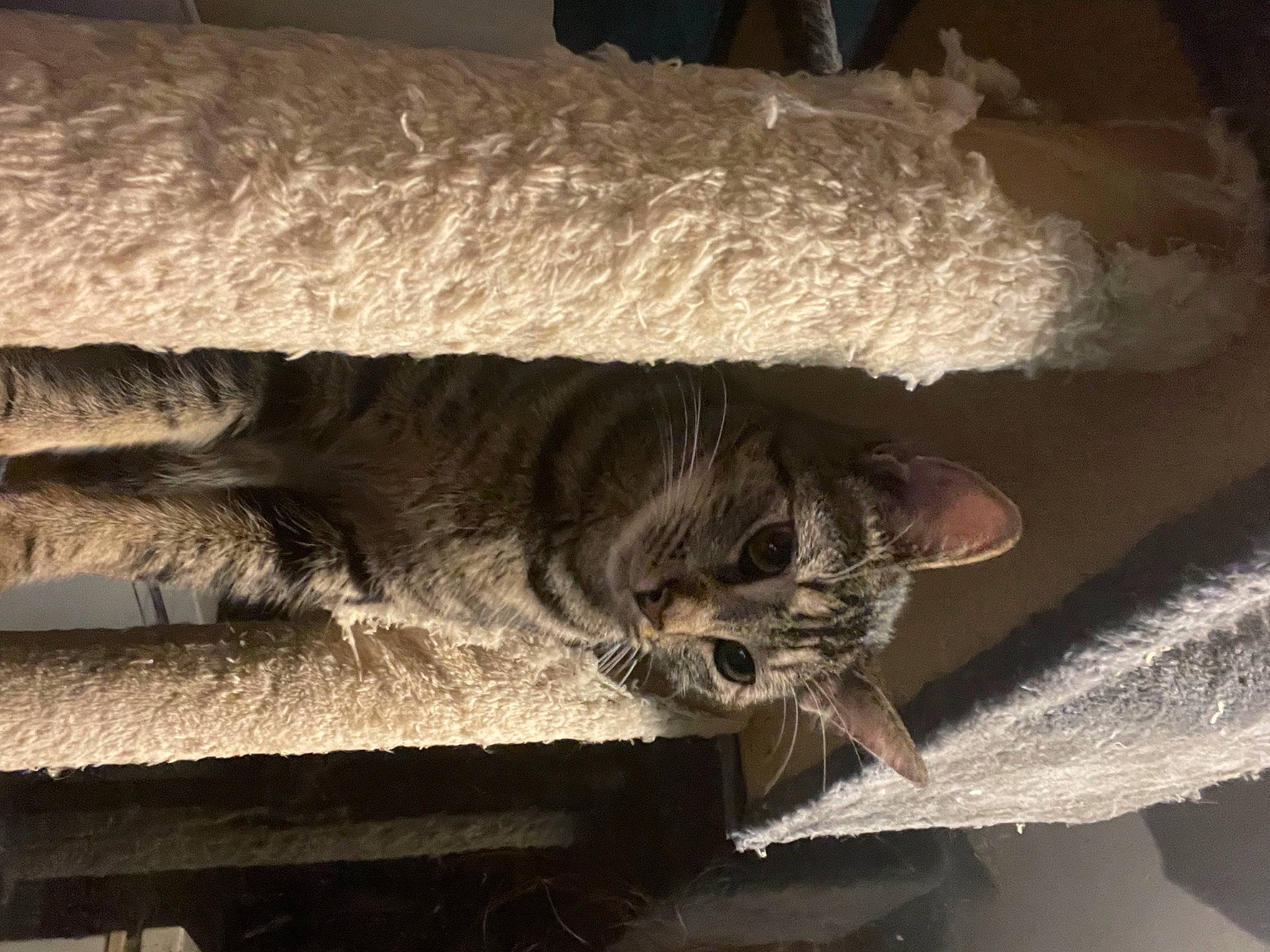 Scar joined the competition — help win amazing prizes! carnivore, cat, claw, comfort, darkness, domestic_short_haired_cat, door, felidae, fur, grey, nap, paw, room, small_to_medium_sized_cats, snout, tail, tints_and_shades, whiskers, window, wood