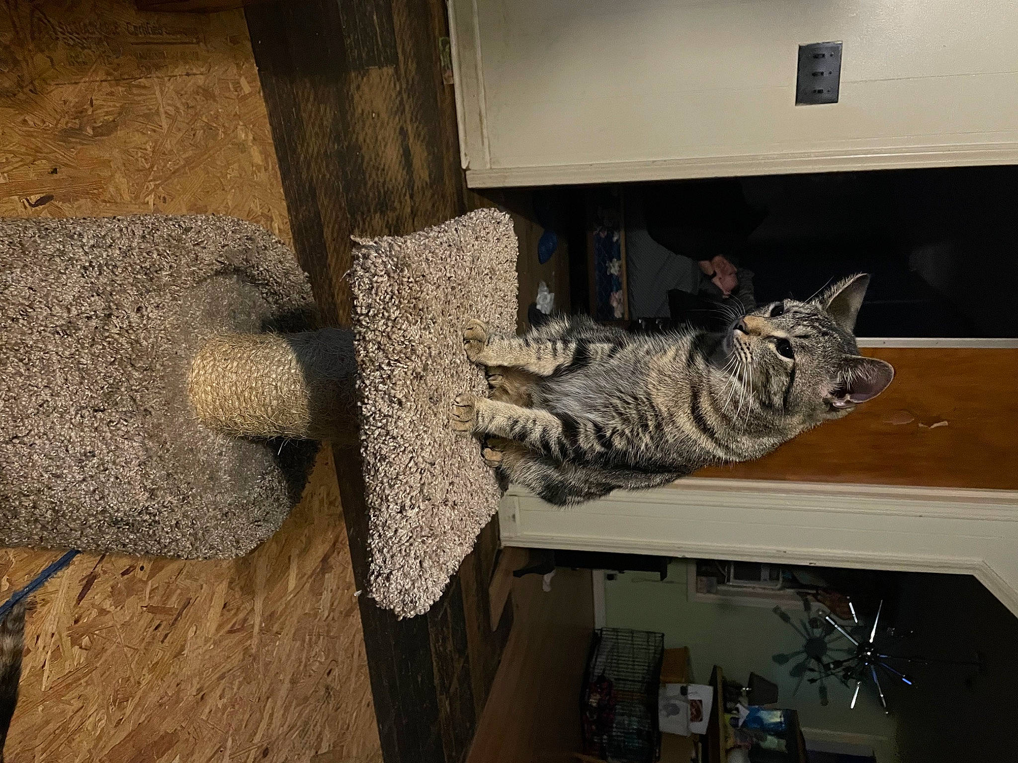 Scar is registered to the contest to win money with this photo: carnivore, cat, domestic_short_haired_cat, door, felidae, flooring, fur, grey, hardwood, military_camouflage, room, small_to_medium_sized_cats, tail, whiskers, window, wood