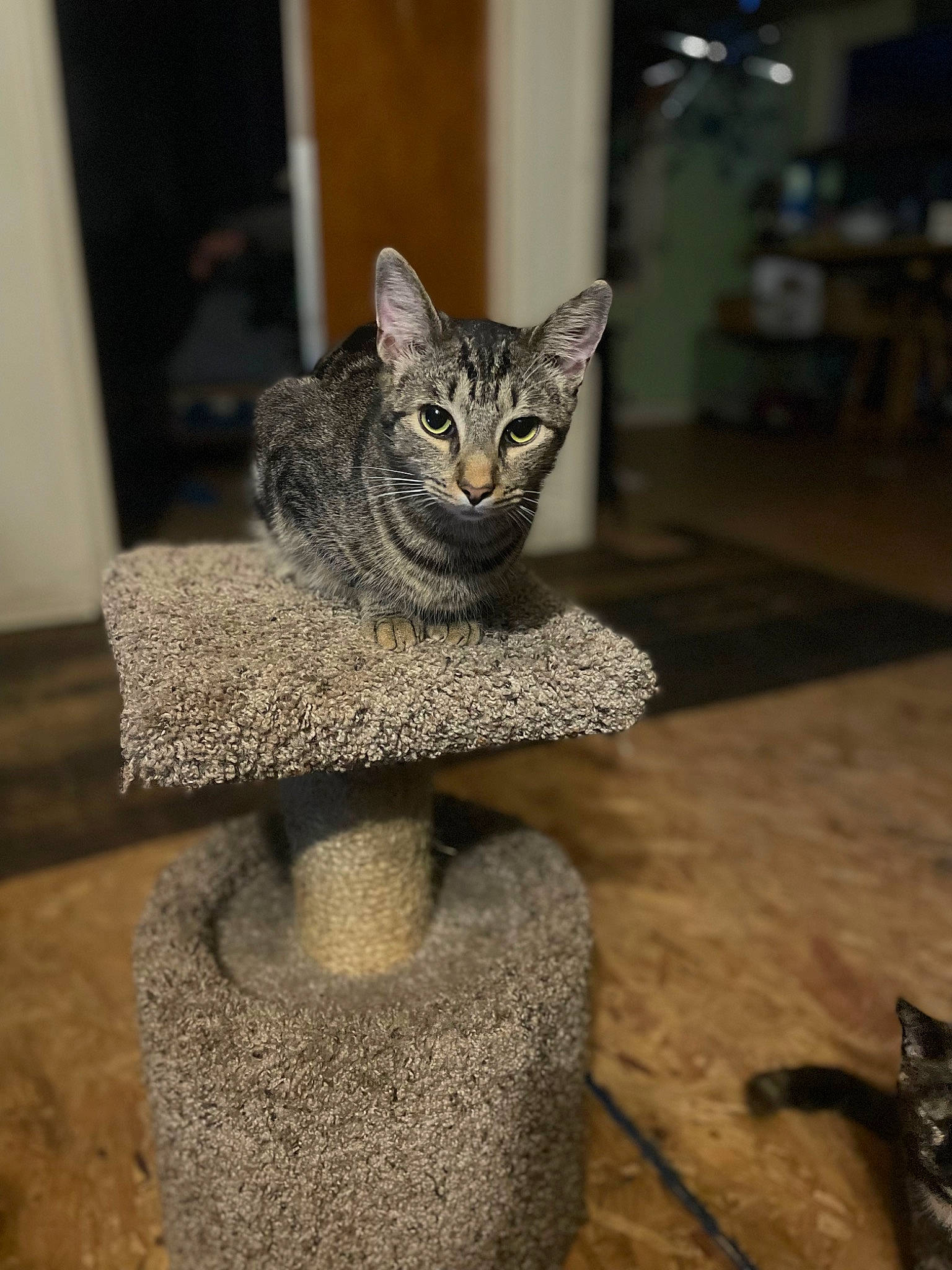 Scar is registered to the contest to win money with this photo: art, carnivore, cat, cat_furniture, cat_supply, domestic_short_haired_cat, felidae, flooring, fur, grey, metal, sculpture, small_to_medium_sized_cats, snout, tail, terrestrial_animal, whiskers, wildlife, window, wood