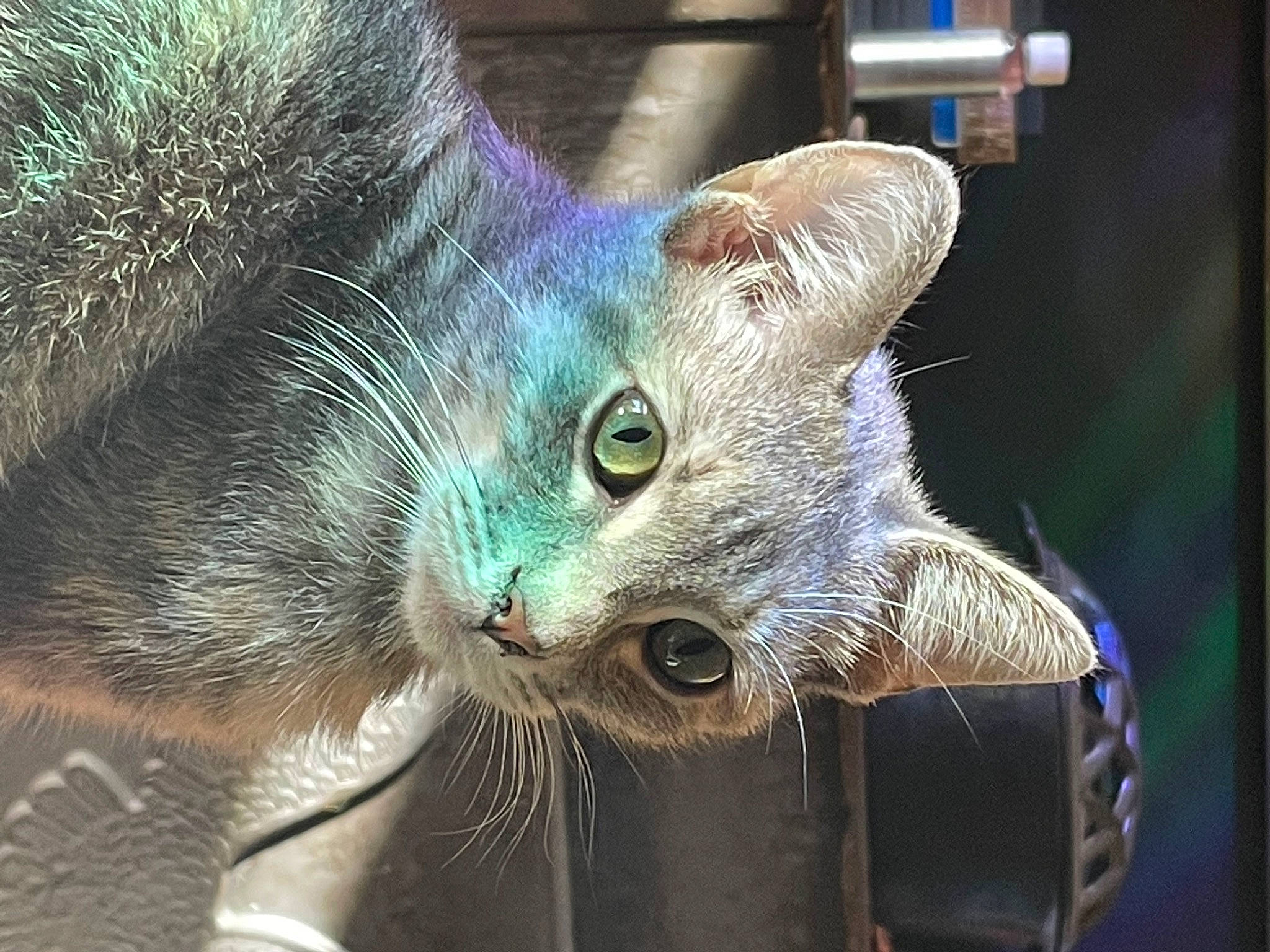 Duchess is registered to the contest to win money with this photo: black_cat, carnivore, cat, claw, close_up, domestic_short_haired_cat, ear, electric_blue, felidae, fur, paw, small_to_medium_sized_cats, snout, tail, terrestrial_animal, whiskers, wildlife, window