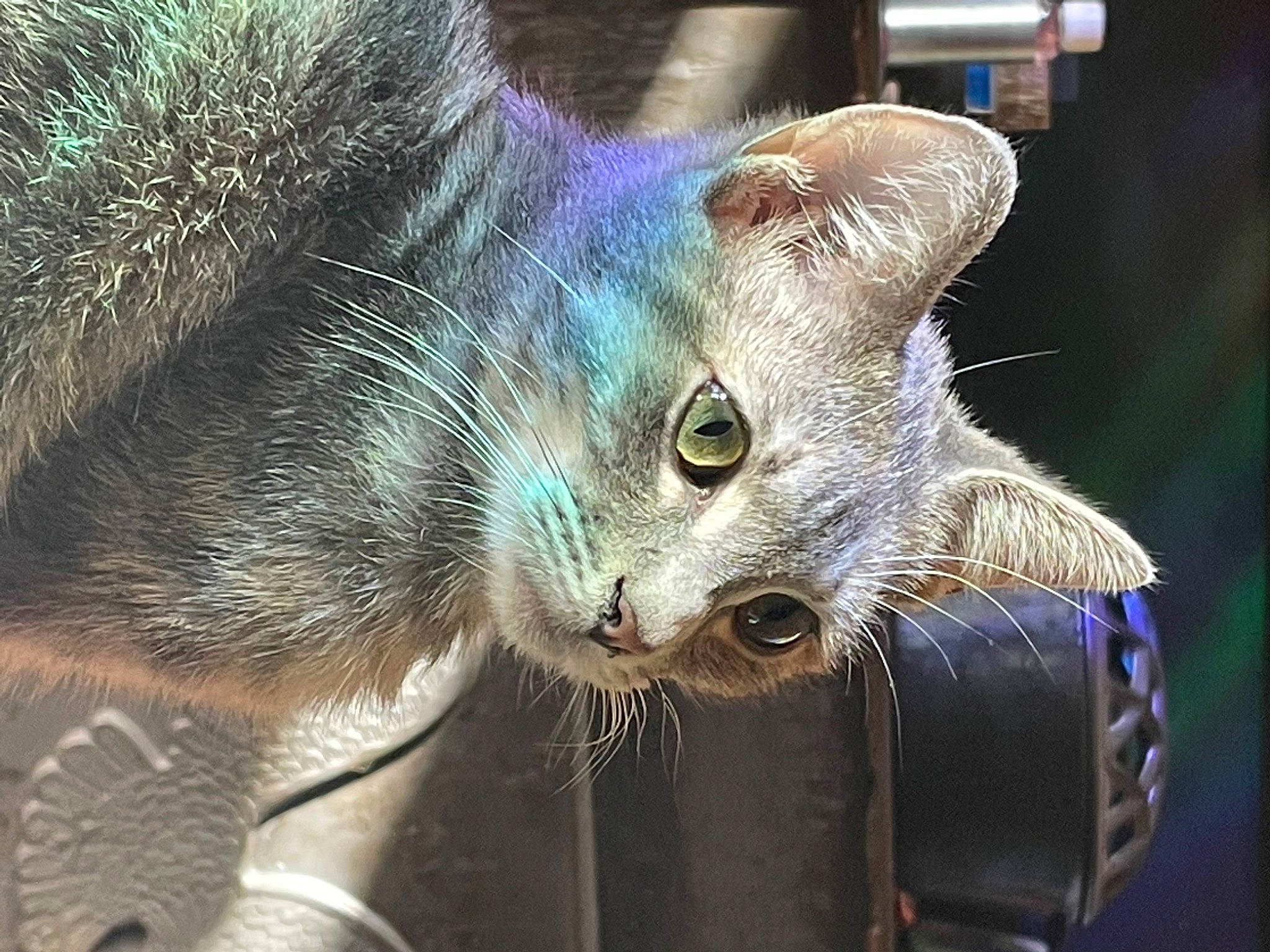 Duchess is registered to the contest to win money with this photo: carnivore, cat, claw, close_up, collar, domestic_short_haired_cat, ear, electric_blue, fawn, felidae, fur, paw, small_to_medium_sized_cats, snout, tail, whiskers, wildlife